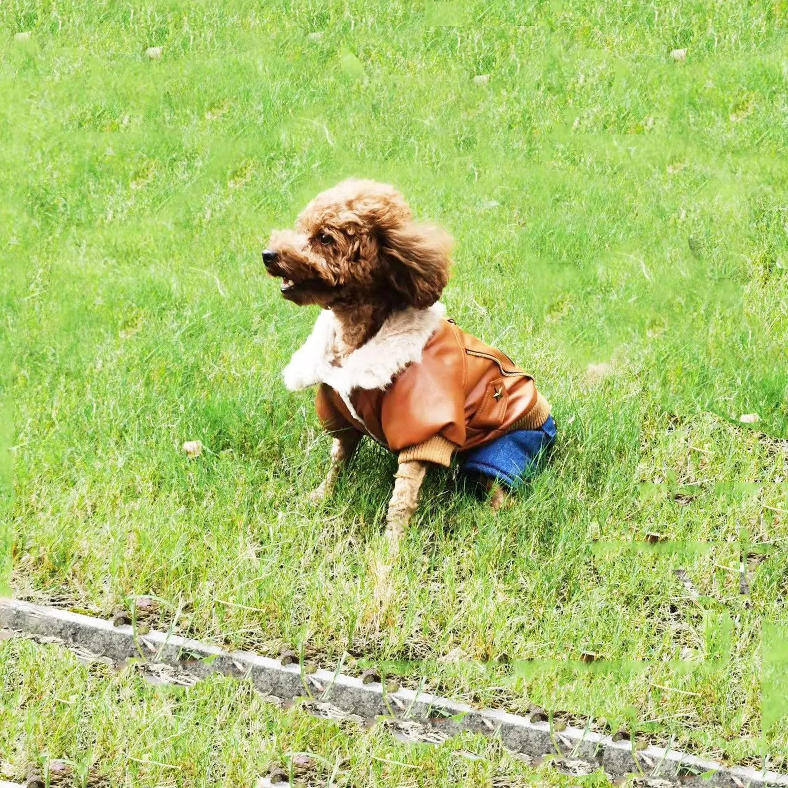 Punk Pet Winter Jacket for Dogs